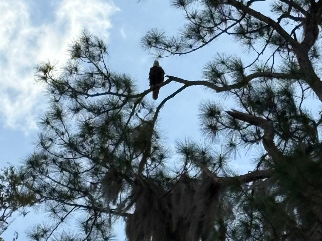 Airboat and Gator Charters-De Leon Springs必去景点