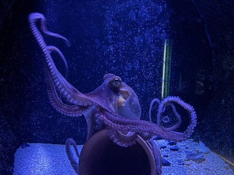 CRETAquarium-Gournes必去景点