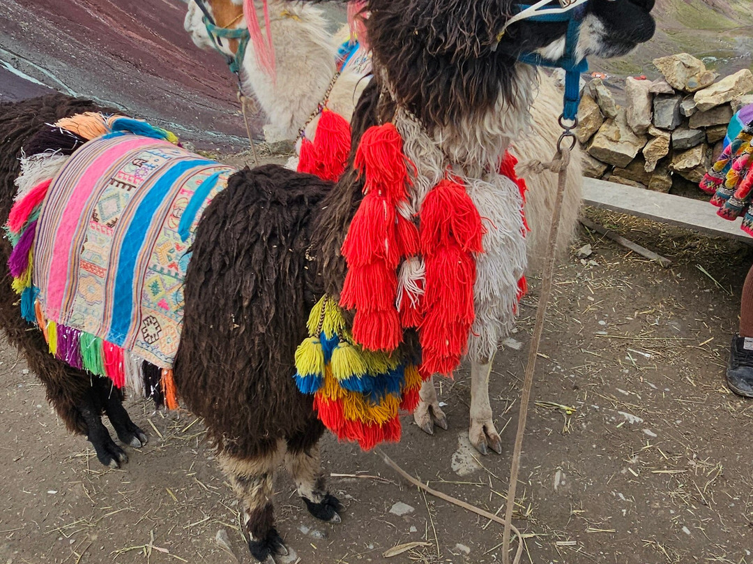 Andino Peru Tours-库斯科必去景点