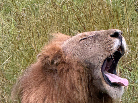 The Kruger Safari Co.-司库库札必去景点