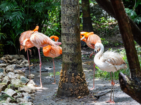 El Pantanal-瓜亚基尔必去景点