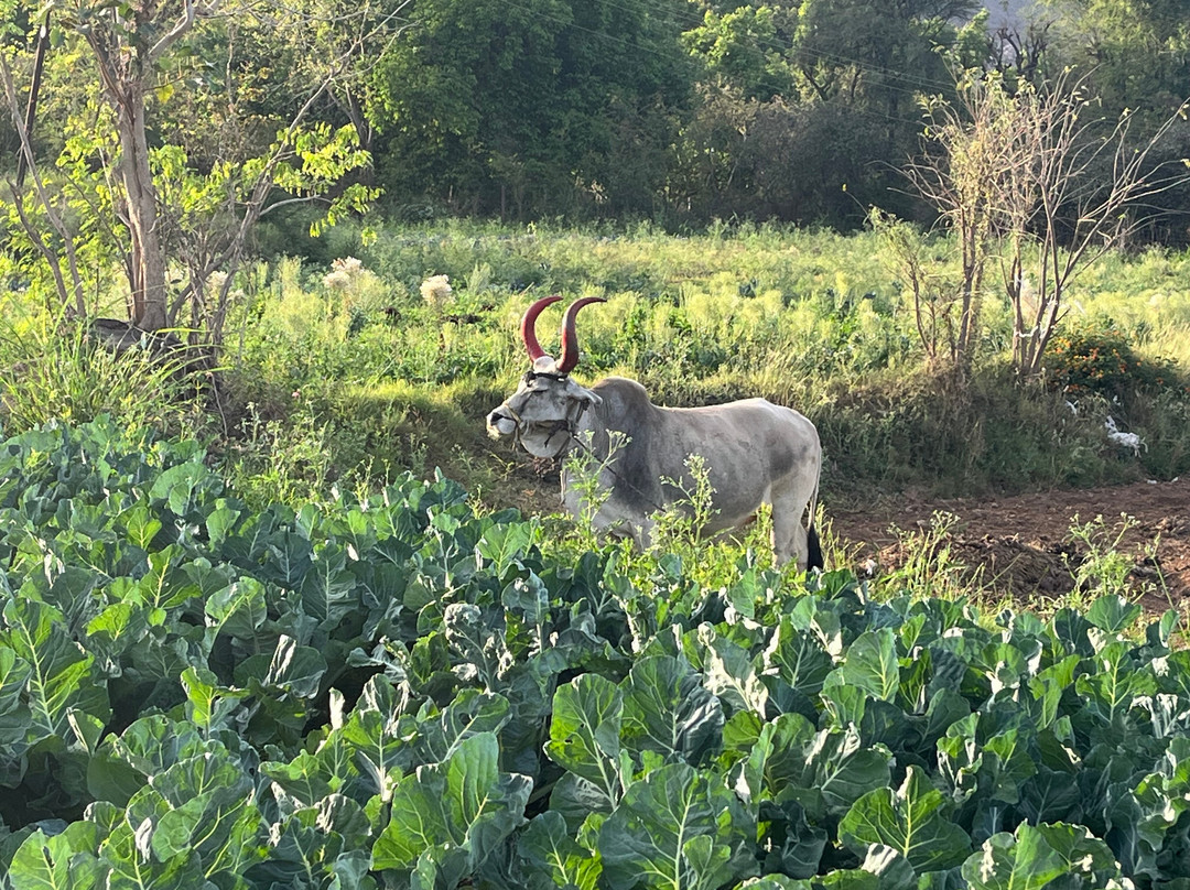 Nature Trail Rajasthan-乌代布尔必去景点