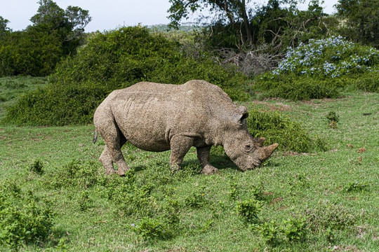 Sibuya Game Reserve - Private Day Trips-Kenton-on-Sea必去景点