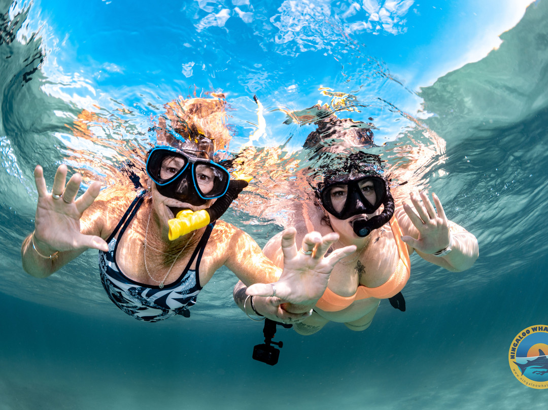 Ningaloo Whaleshark Swim-埃克斯茅斯必去景点