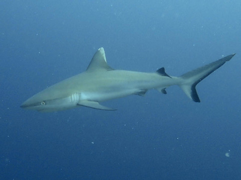 Dive & Sail Ellaidhoo-埃拉胡岛必去景点
