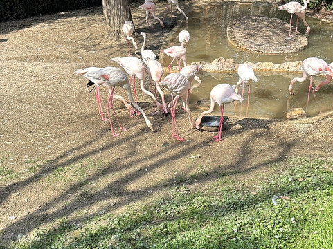 Parco Zoo Falconara-Falconara Marittima必去景点