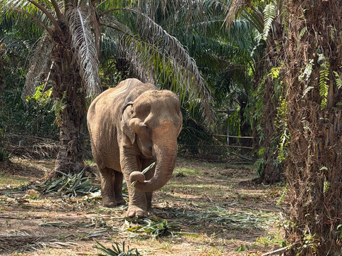 Following Giants - Krabi-Khlong Hin必去景点