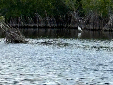 Captain Jack's Airboat Tours-大沼泽地必去景点