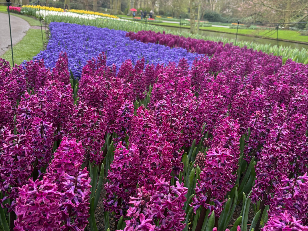 Holland Tour Company-哈勒姆必去景点