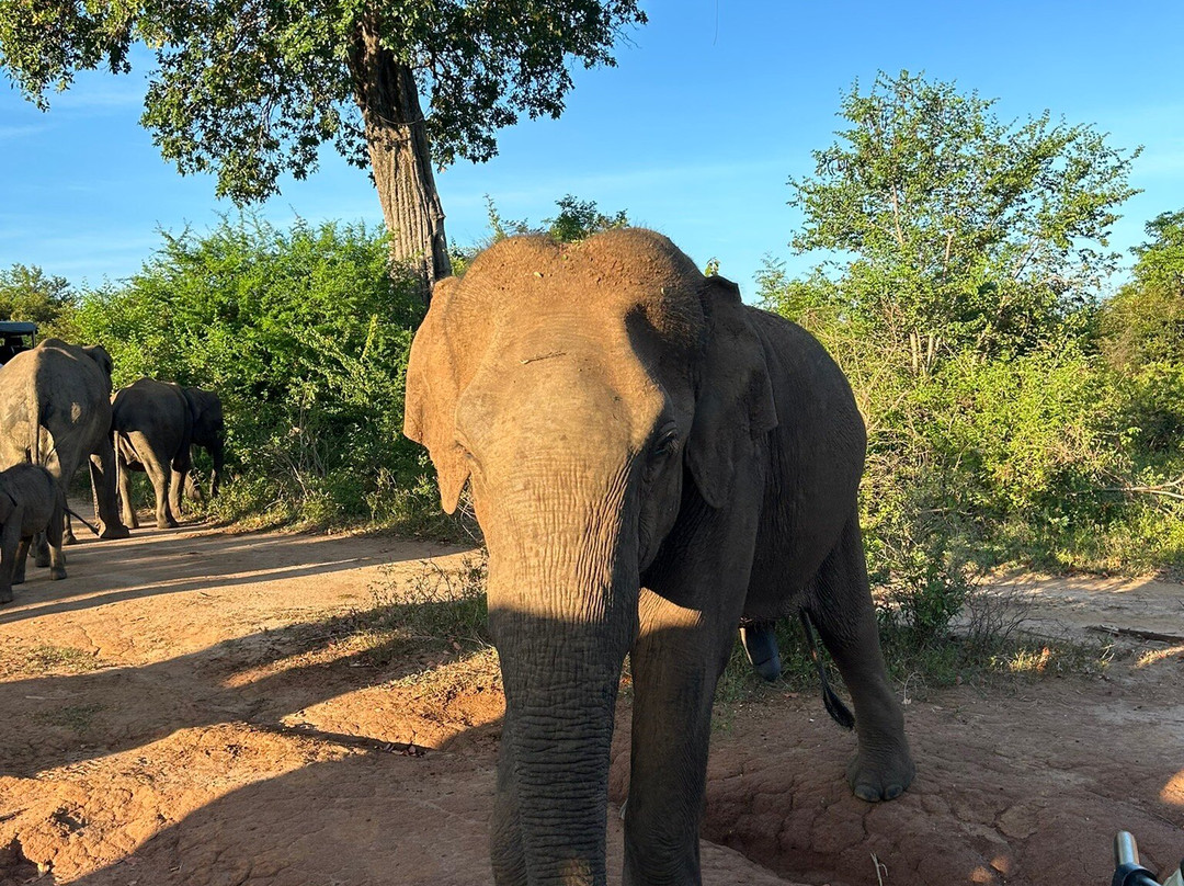 Udawalawe Safari Jeep With Guides-乌达瓦拉维国家公园必去景点