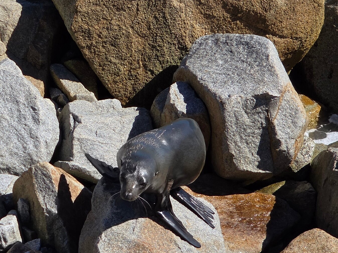 Seal Rocks