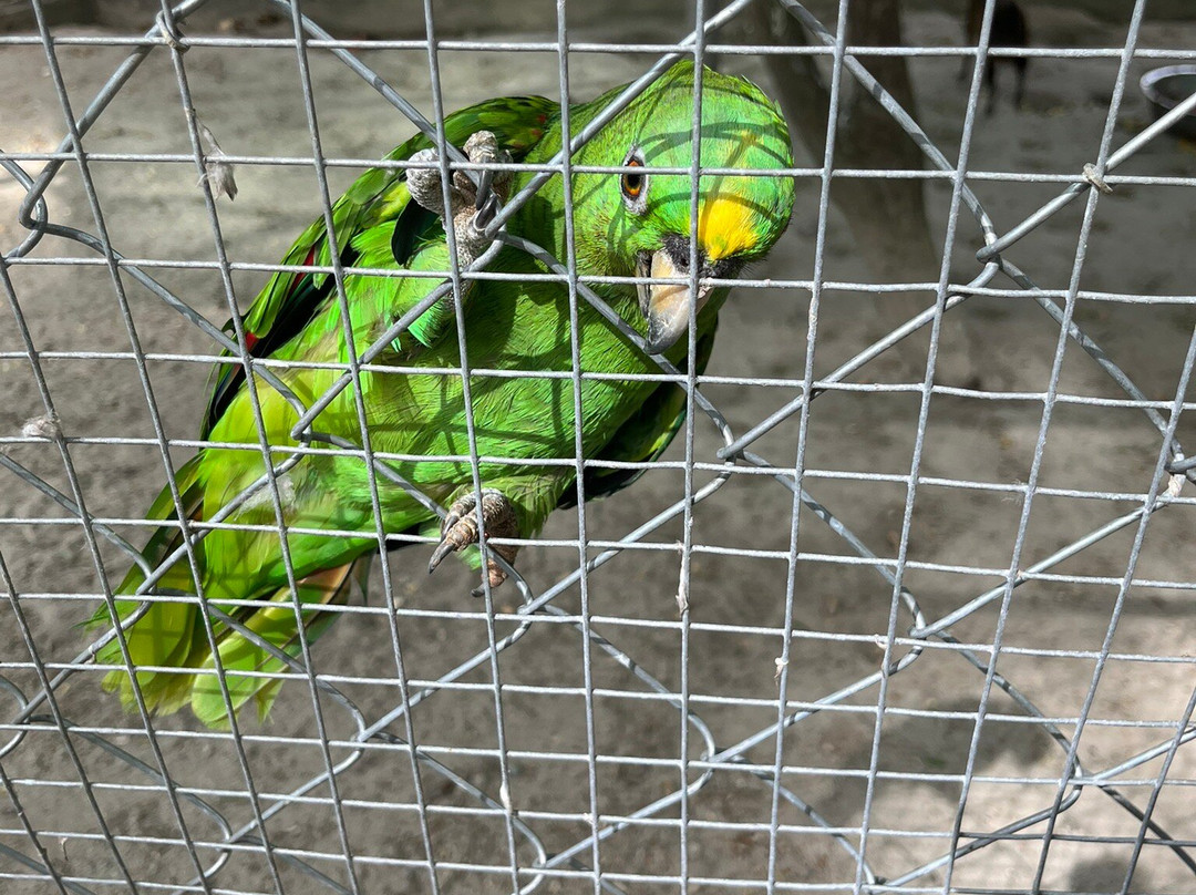 Buenaventura Zoo-雷哈托必去景点
