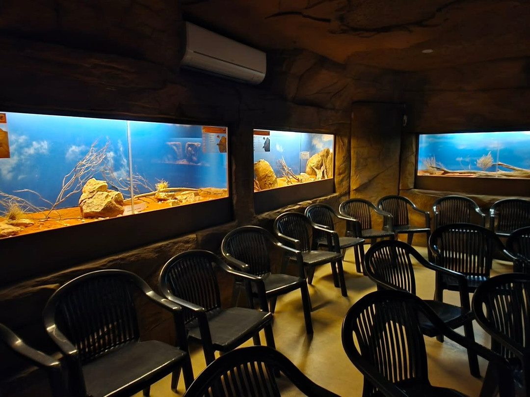 Alice Springs Reptile Centre-爱丽斯泉必去景点