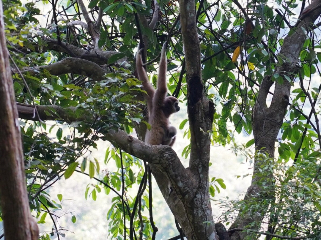 Bukit Lawang Jungle Trekking-武吉拉旺必去景点