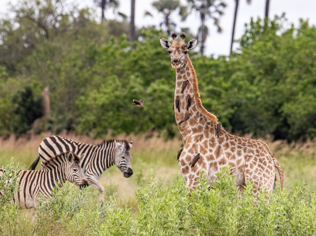 Oddballs' Camp主图