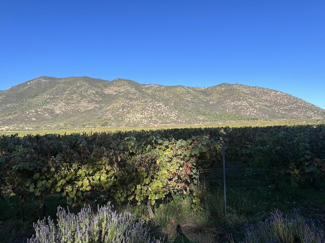 Colchagua Wine Tours-圣克鲁斯必去景点