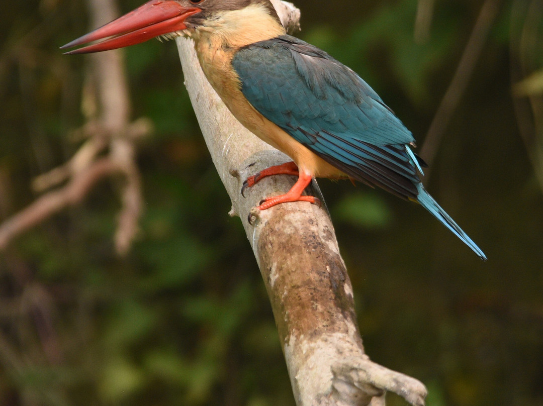 Nepal Dynamic Eco Tours & Services-奇旺国家公国必去景点