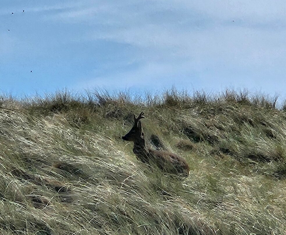 Machrihanish Dunes Golf Club-Machrihanish必去景点