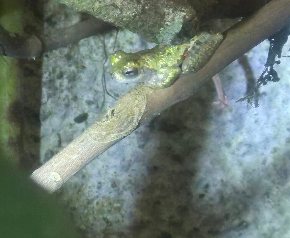 Ranario Monteverde Frog Pond-圣埃伦娜必去景点