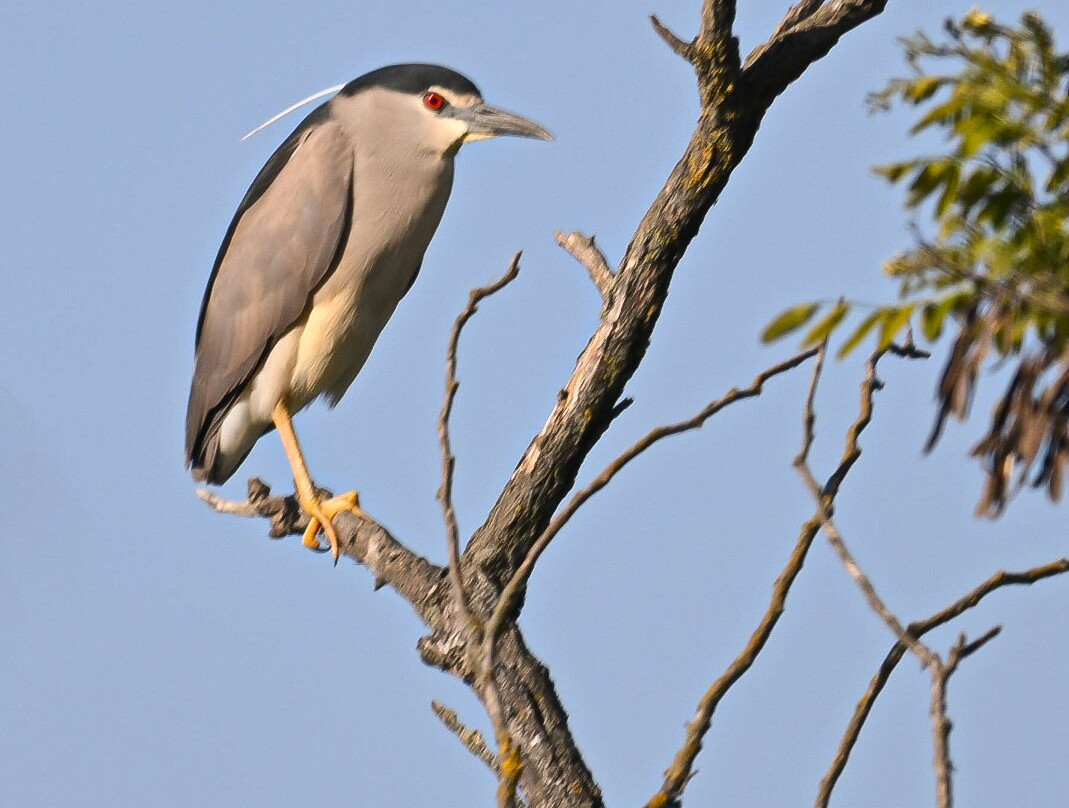 Wings of Hungary - birding and nature tours-凯奇凯梅特必去景点