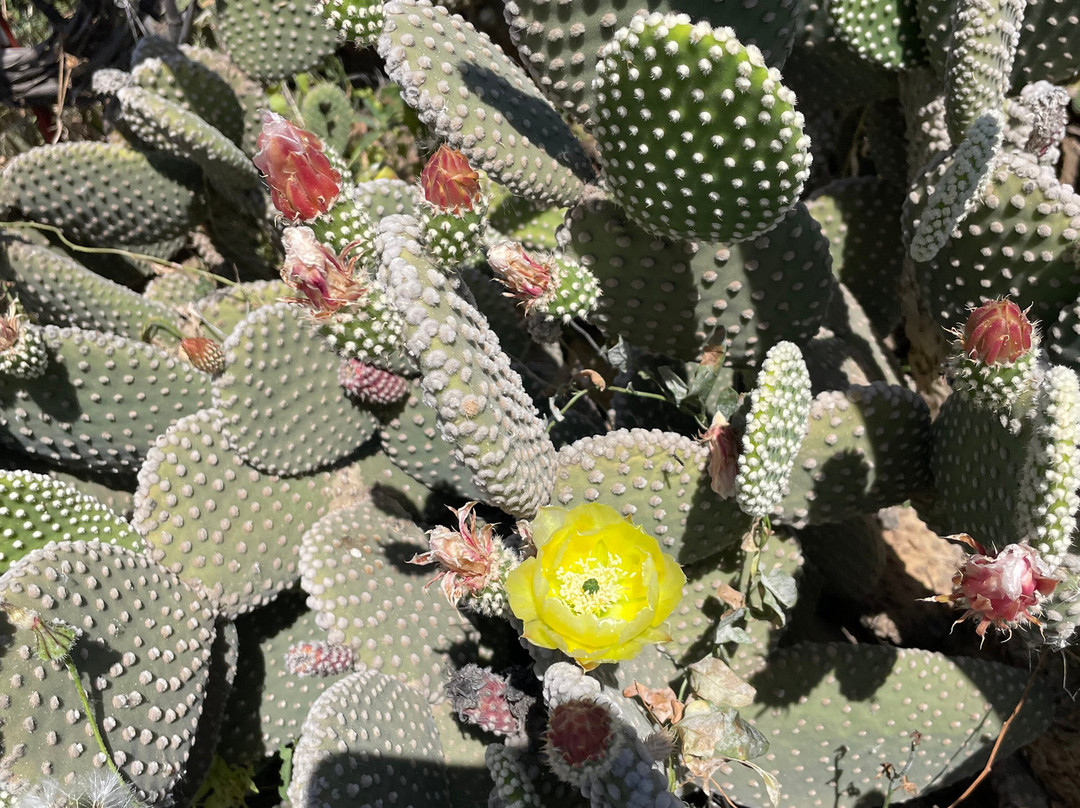 Cactus Thiemann-马拉喀什必去景点