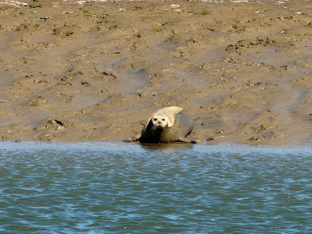 Discovery Seal Trips-Rochford必去景点