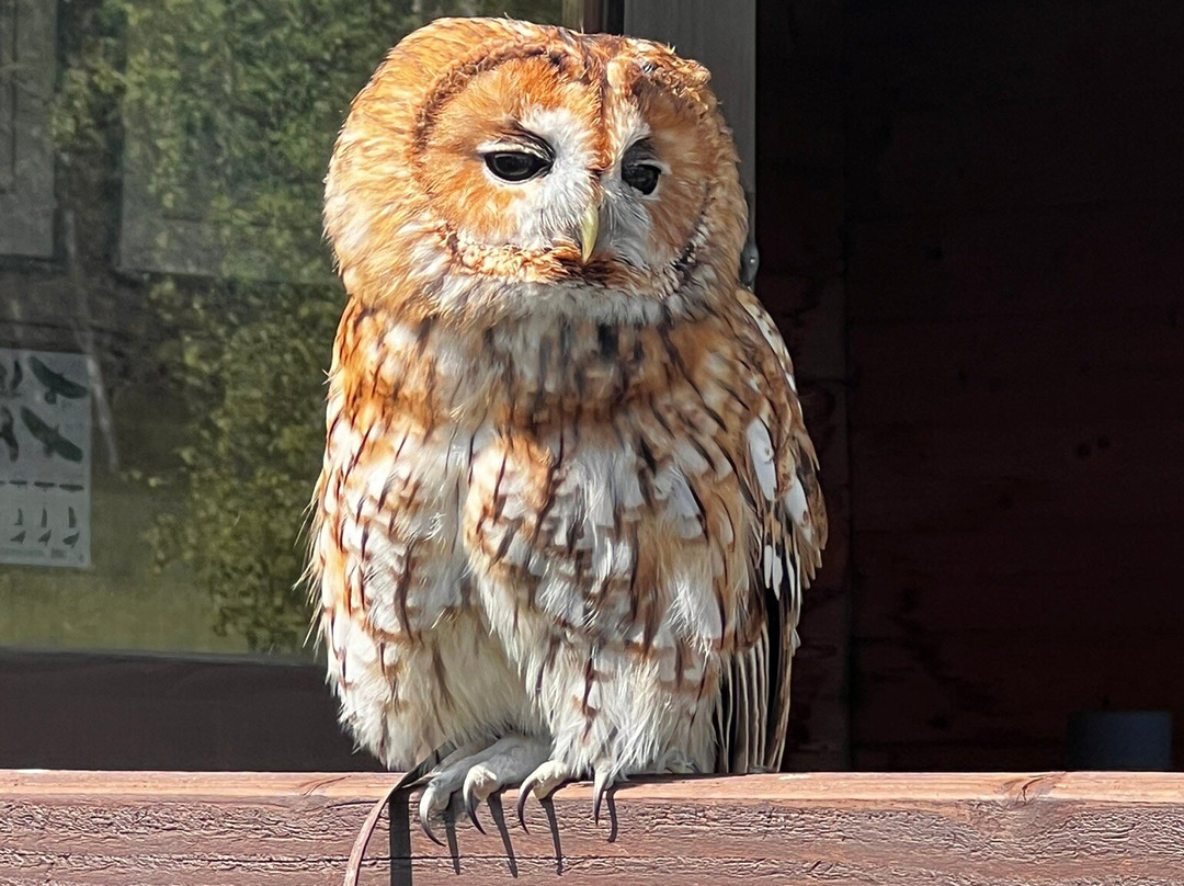 Bird on the Hand Falconry Experiences-Church Langton必去景点