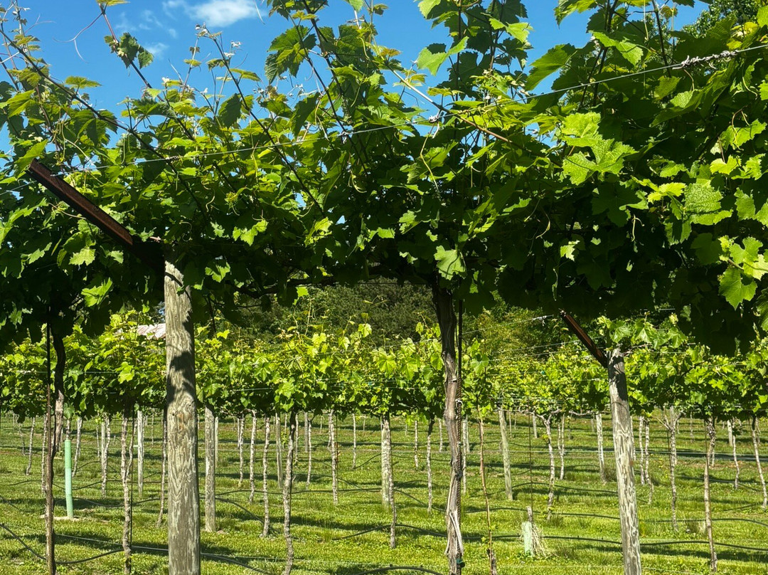 Three Strands Vineyard and Winery-达拉斯必去景点