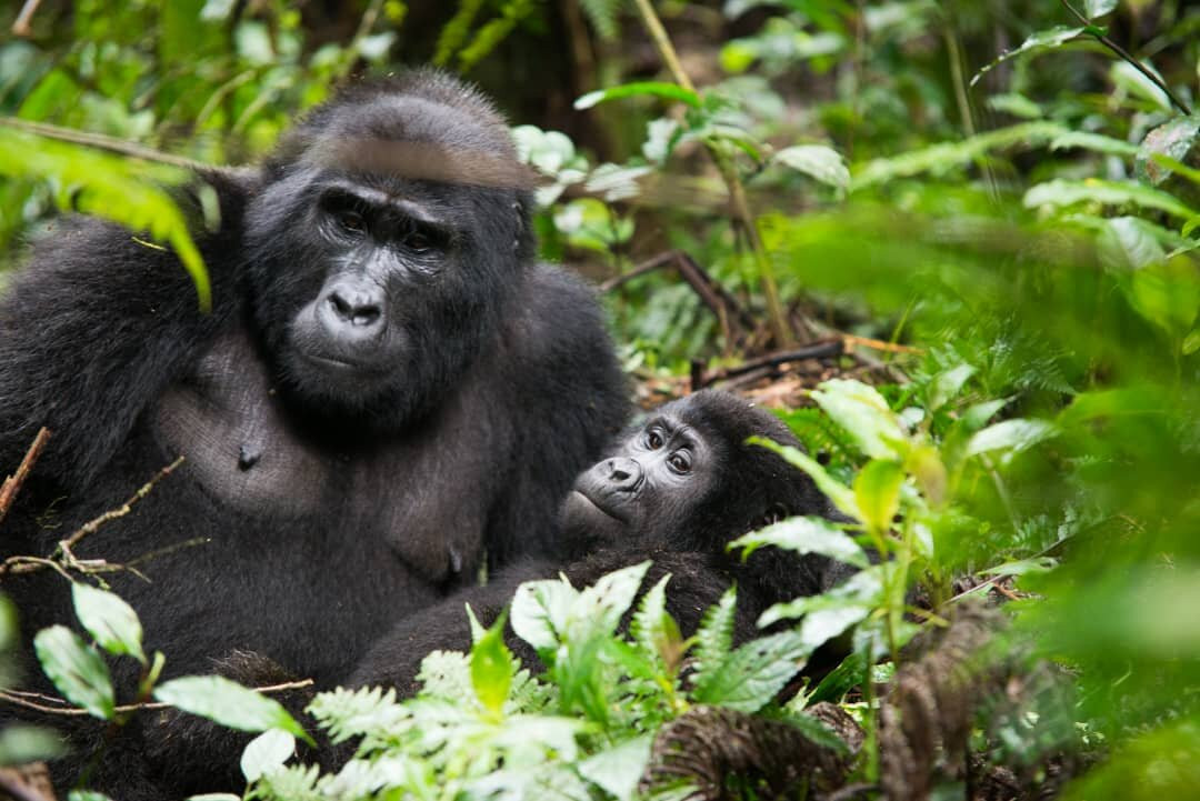 Uzuri Uganda Safaris-坎帕拉必去景点
