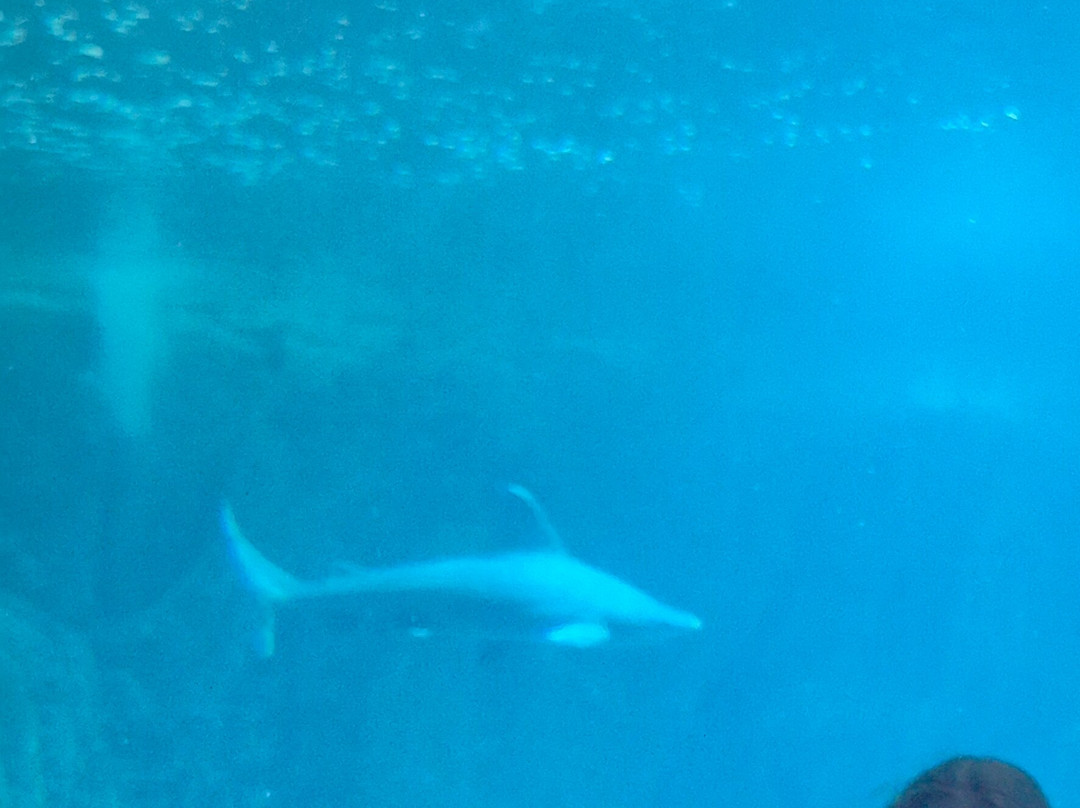 Aquárium Costa de Almería-滨海罗克塔斯必去景点