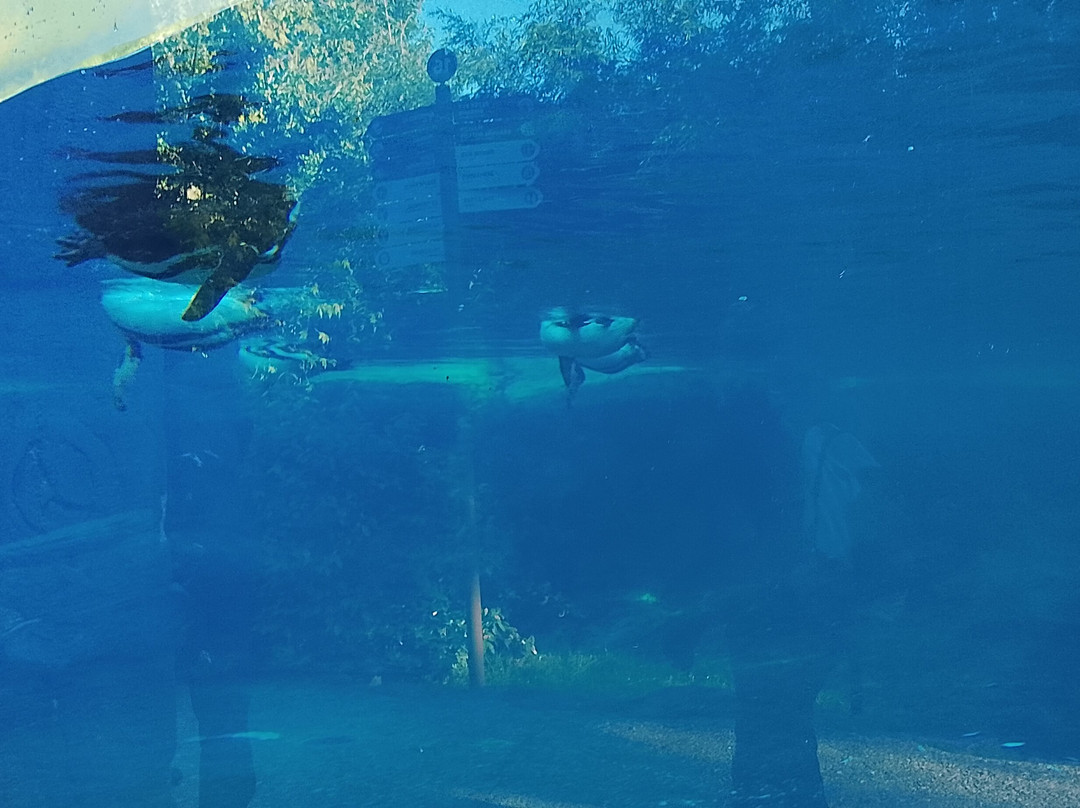 ZooParc de Beauval-圣艾尼昂必去景点