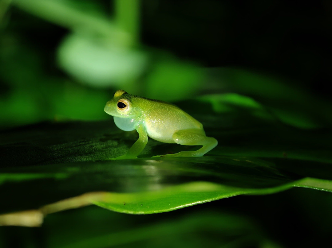 Manzanillo Night Jungle-Manzanillo必去景点