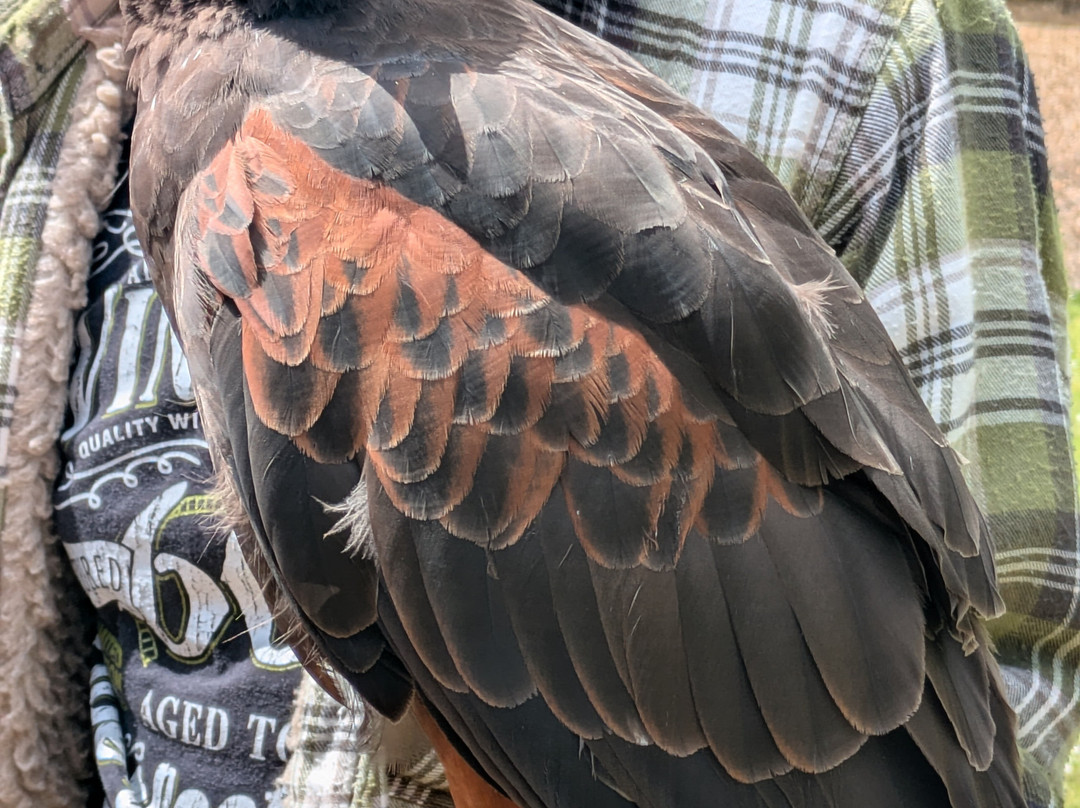 West Sussex Falconry-Compton必去景点
