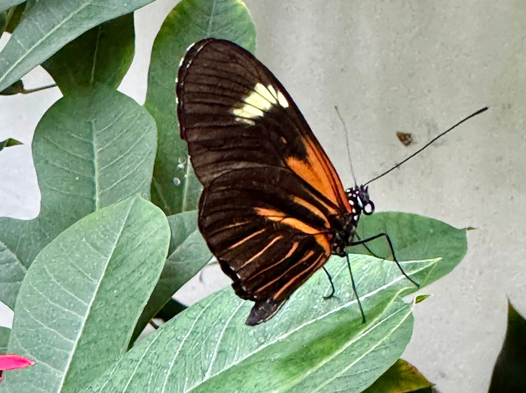 Missoula Butterfly House & Insectarium-米苏拉必去景点