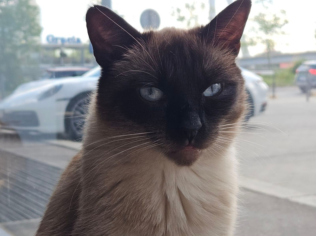 Cat Cafe Mon Ami