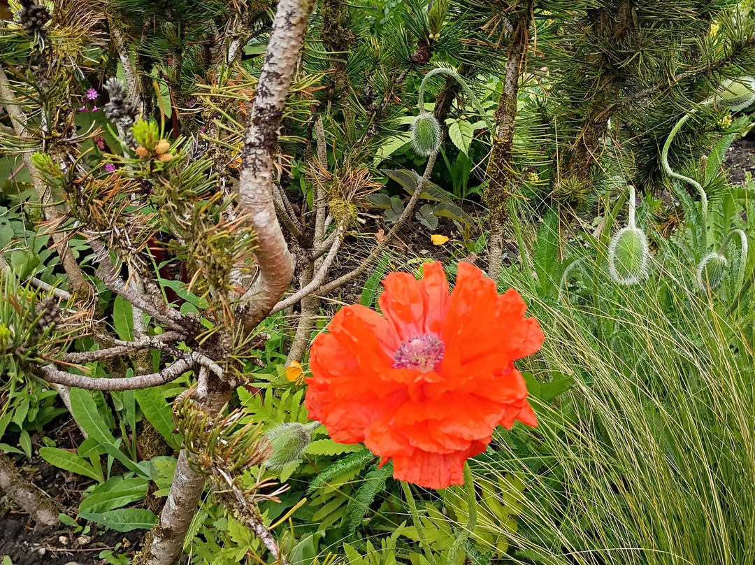 June Blake's Garden-Blessington必去景点