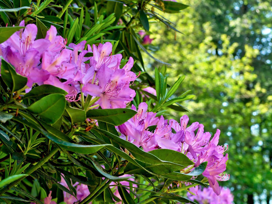 Bowood Woodland Garden-Calne必去景点