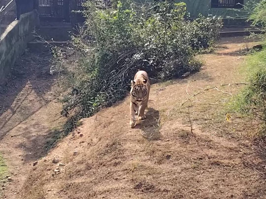 Nandankanan Zoological Park-布巴内斯瓦尔必去景点