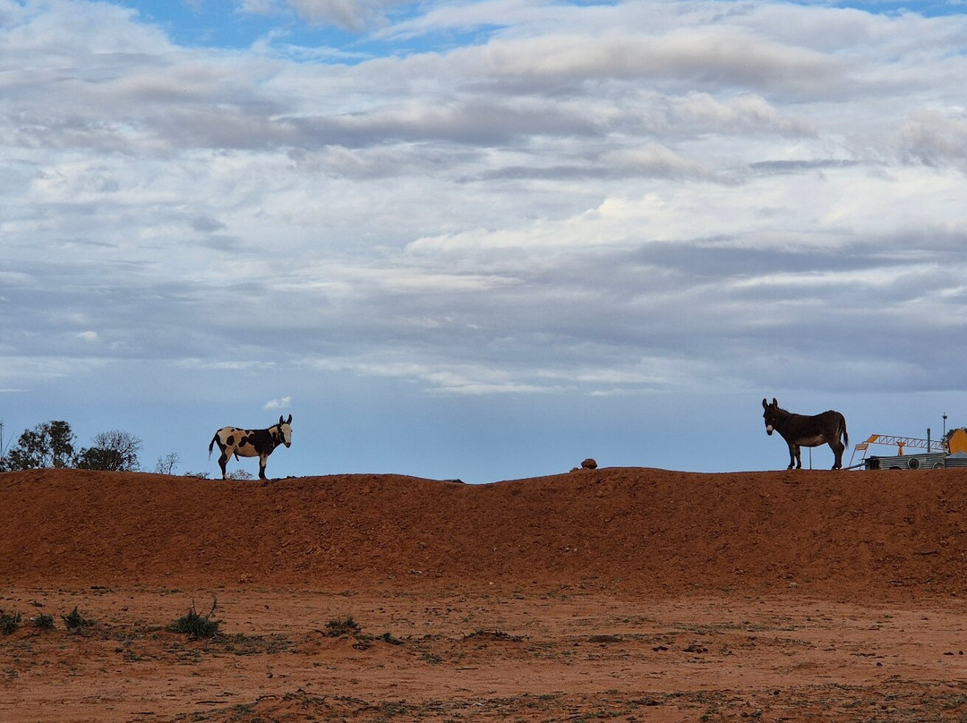 Silverton Outback Camels-Silverton必去景点