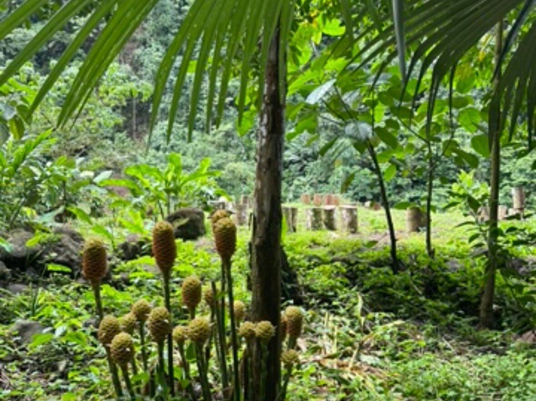 Rainforest Discovery-La California必去景点