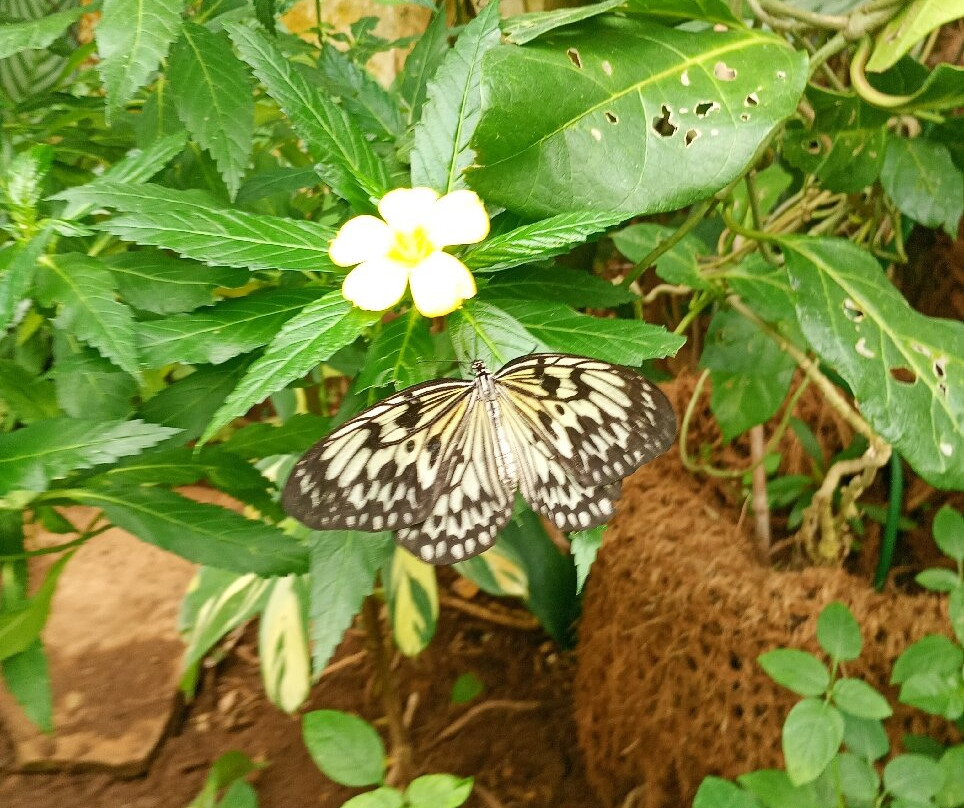 Mariposario del Drago-伊科德洛斯维诺斯必去景点