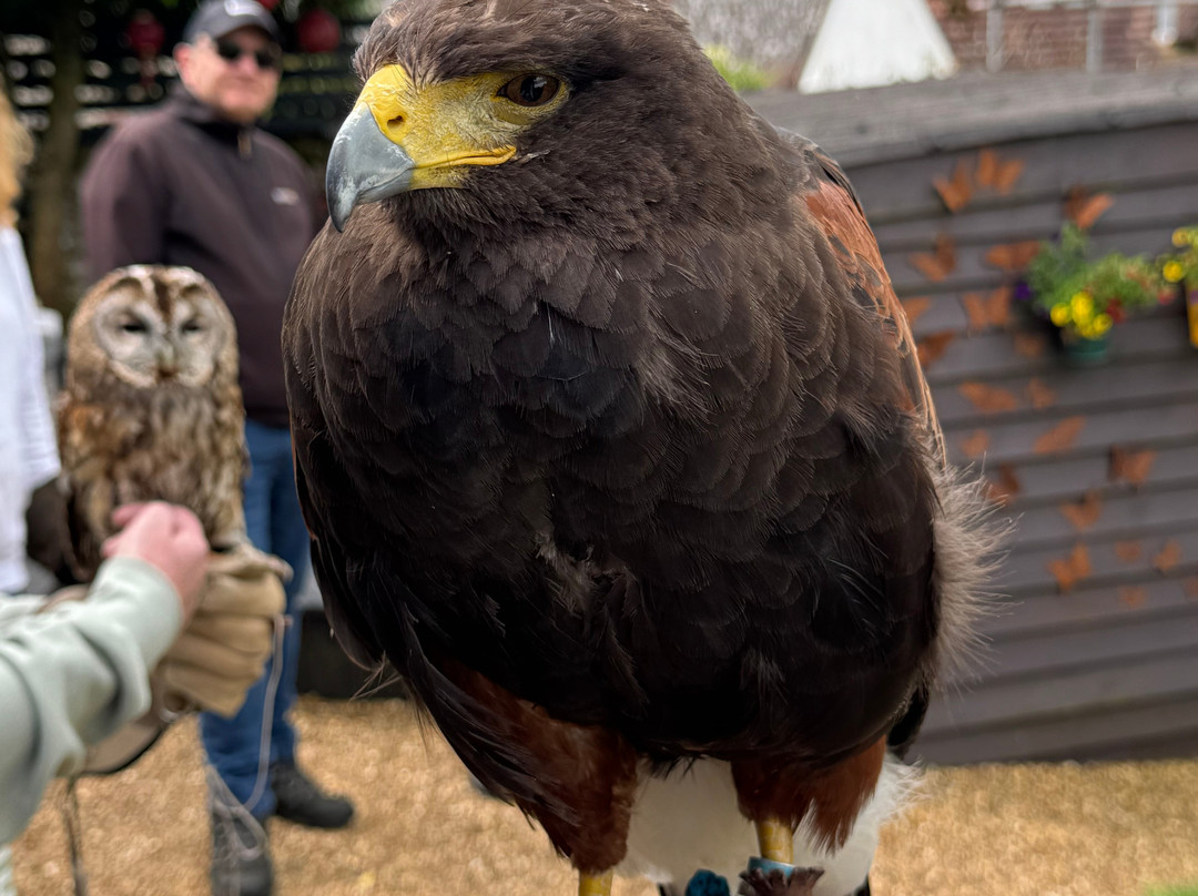 West Sussex Falconry-Compton必去景点