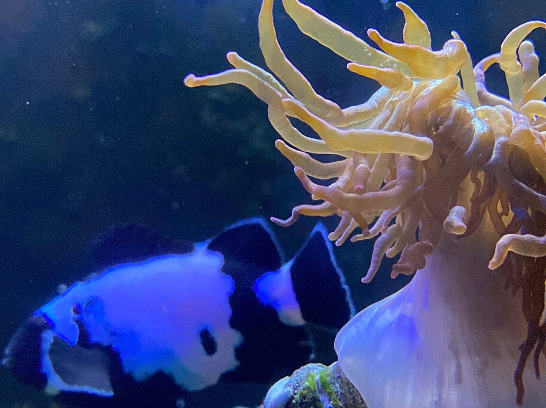 Lake District Coast Aquarium-Maryport必去景点