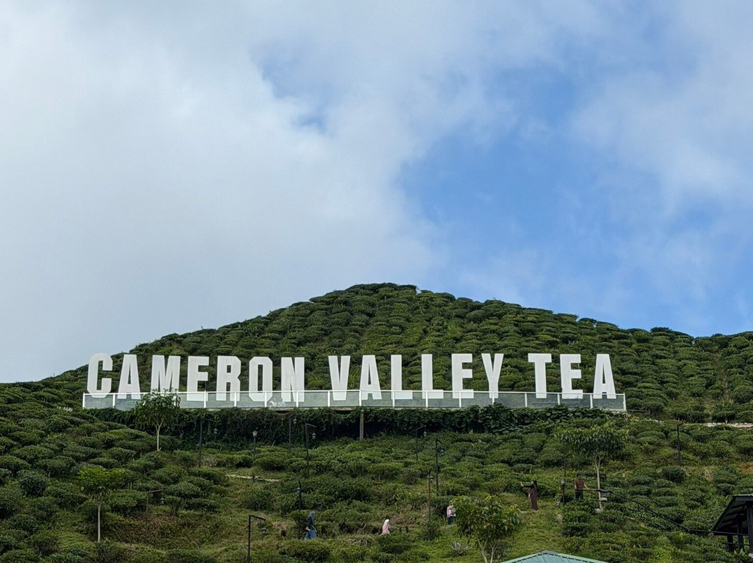 Cameron Valley Tea-丹那拉塔必去景点