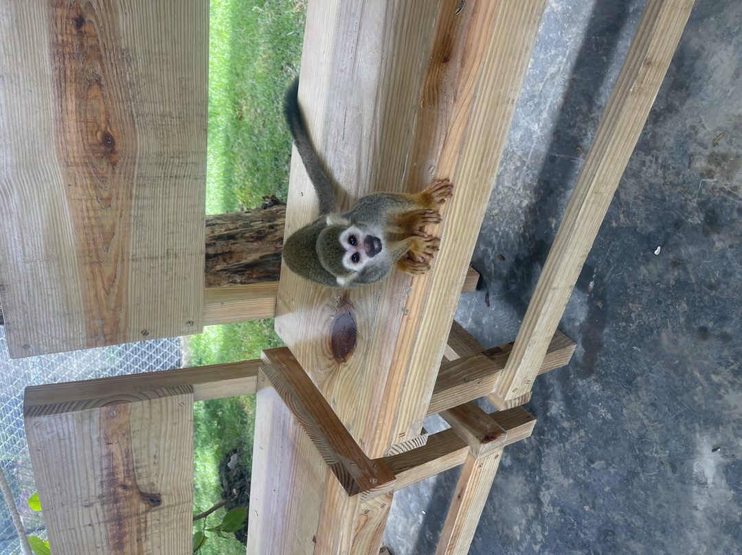 Monkey Park