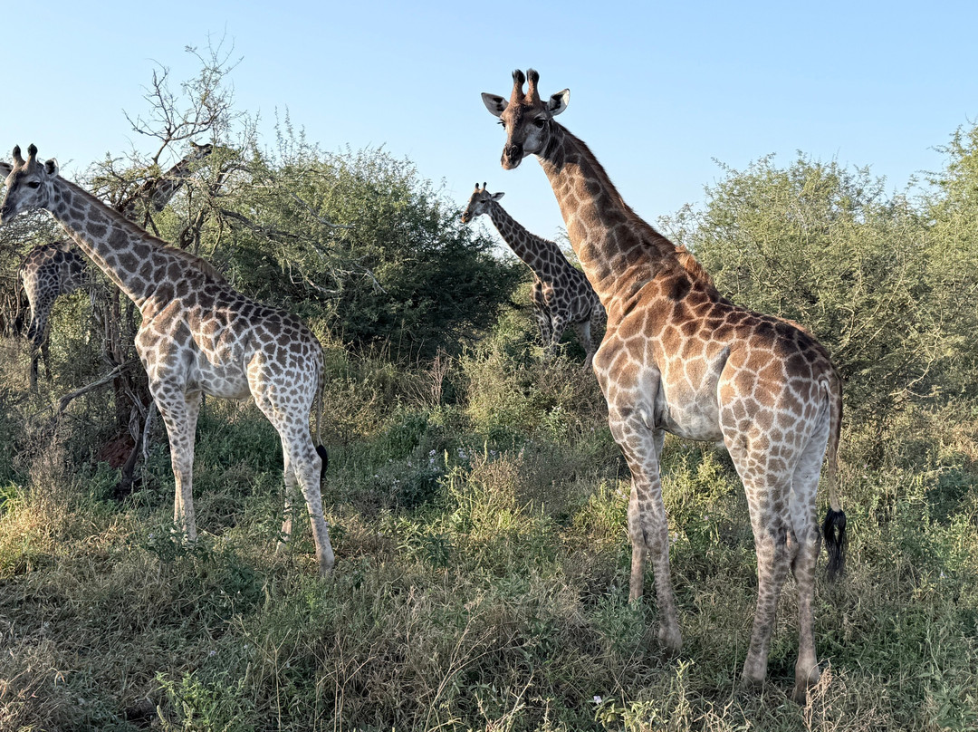 Honey Badger Safaris Kruger Tours-玛洛斯帕克必去景点