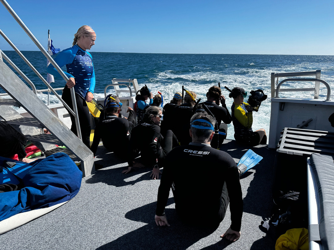 Ningaloo Discovery Whale Shark Tours-埃克斯茅斯必去景点