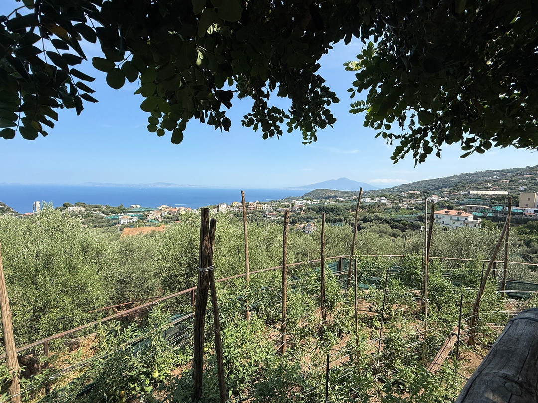 Azienda Agrituristica Il Turuziello-马萨卢布伦塞必去景点