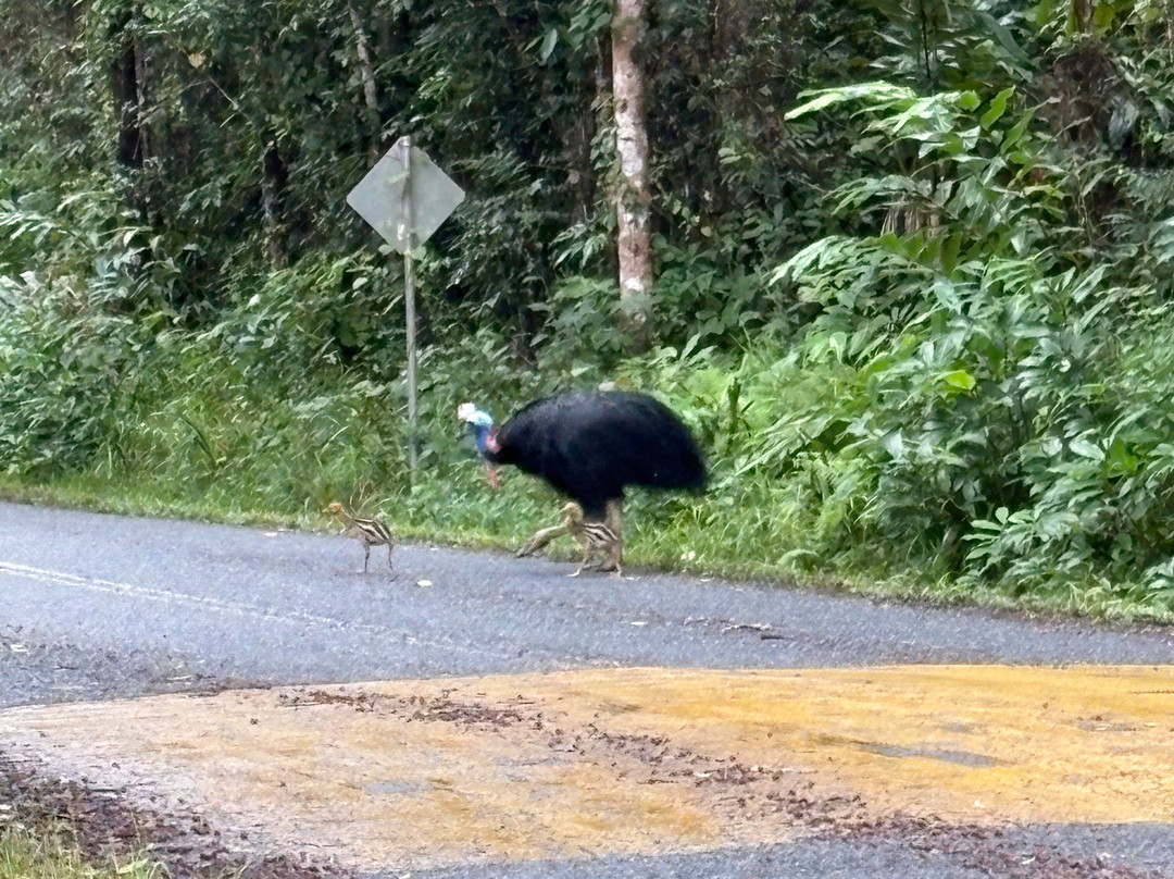 FNQ Nature Tours-凯恩斯必去景点