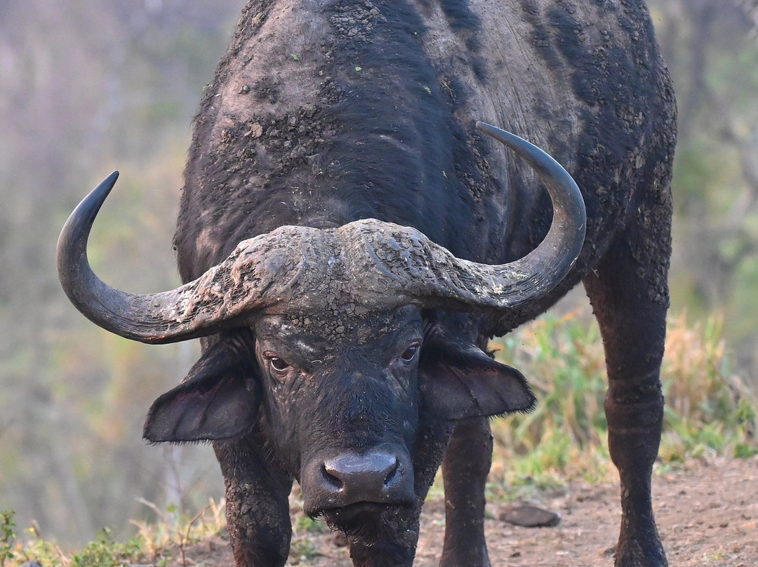Bayala Private Safari Lodges主图
